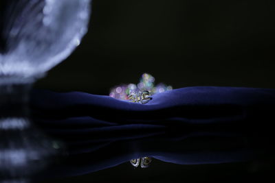 Close-up of flower against black background