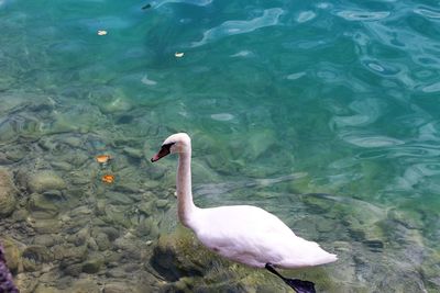 High angle view of swan swimming in lake