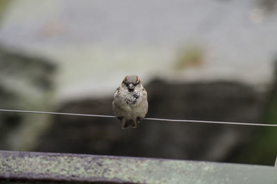 Close-up of bird perching on branch