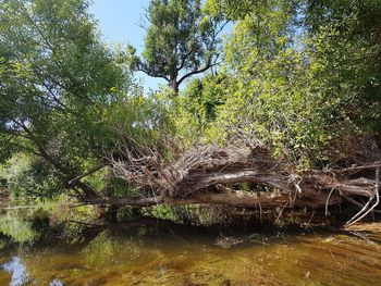 Plants growing by lake in forest