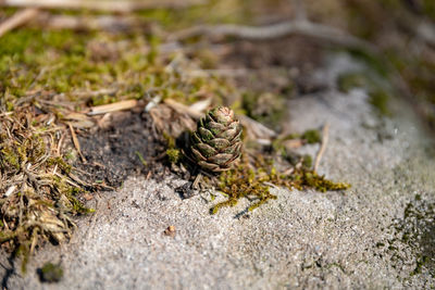 Close-up of pine cone on field