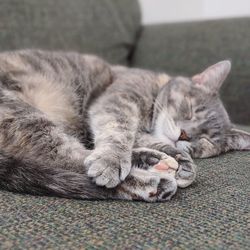 Close-up of cat sleeping