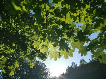 Low angle view of leaves against sky on sunny day