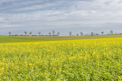 Scenic view of oilseed rape field against cloudy sky