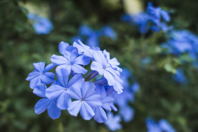 Close-up of blue flowering plant