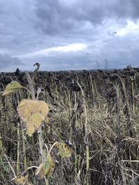 Plants growing on land against sky