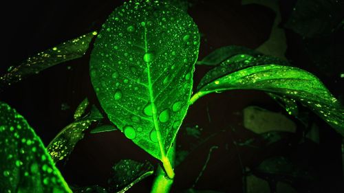 Close-up of leaves on leaf