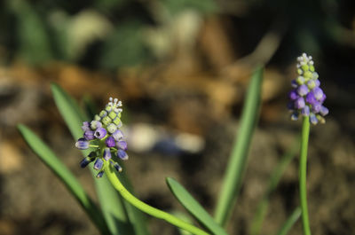 Close-up of purple flowering plant