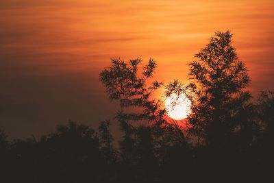 Low angle view of silhouette tree against orange sky