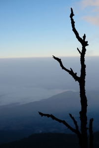 Silhouette of tree against sky at sunset