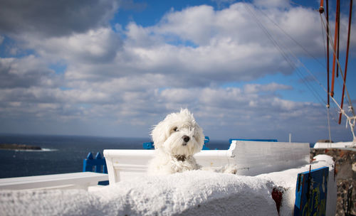 Close-up of white dog by sea against sky