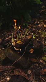 High angle view of bonfire on field in forest