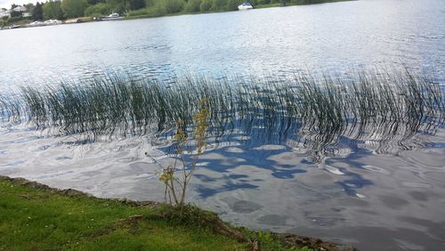 Reflection of trees in water