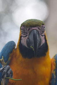 Close-up of a parrot