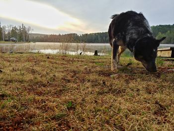 View of a dog on field