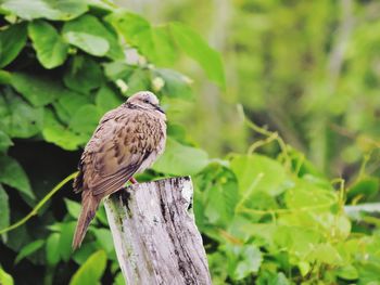 Spotted dove resting on wood