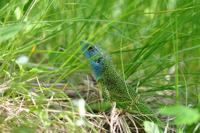 Close-up of a lizard on land