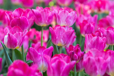 Close-up of pink tulips