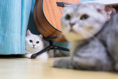 Portrait of kitten sitting