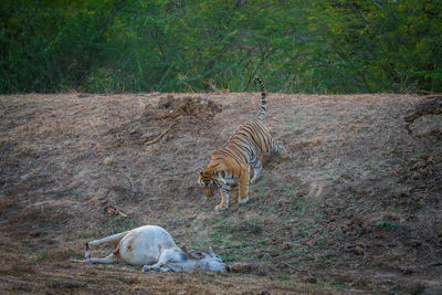 View of an animal on field