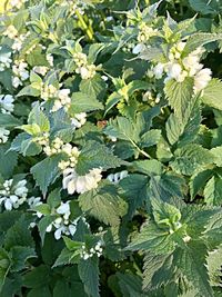 Close-up of plants