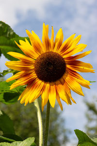 Close-up of sunflower