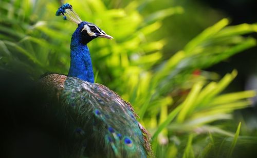 Close-up of peacock against plants