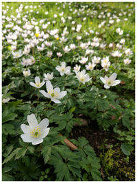 Close-up of flowers blooming in water