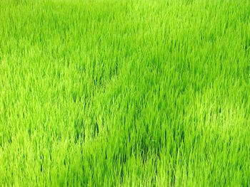 Full frame shot of rice field