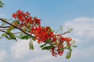 Low angle view of red flowering plant against sky