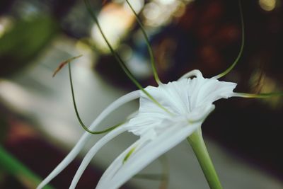 Close-up of white flowering plant