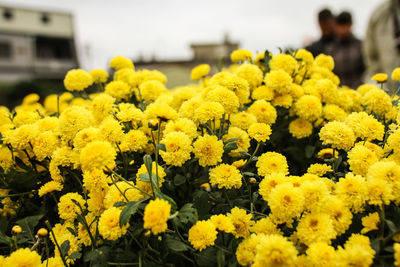 Close-up of yellow flowers