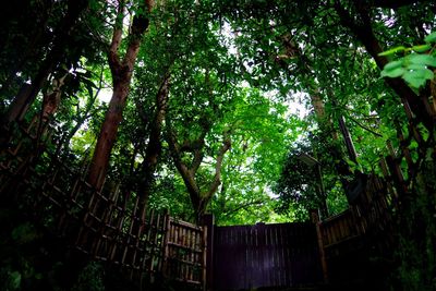 Low angle view of trees