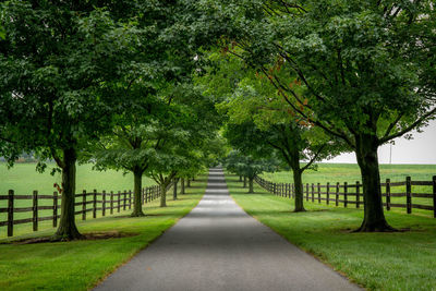 Road amidst trees in park