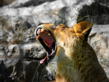 Close-up of cat yawning