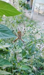 Close-up of spider on web