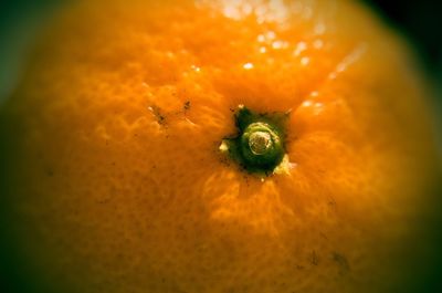 Close-up of flower in water