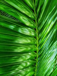 Full frame shot of palm tree leaves