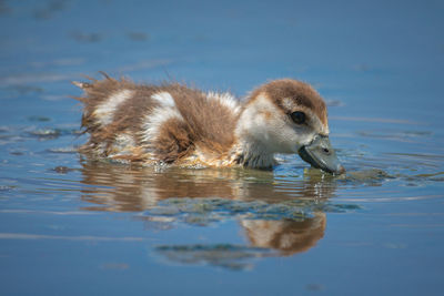 Close-up of duck swimming in lake