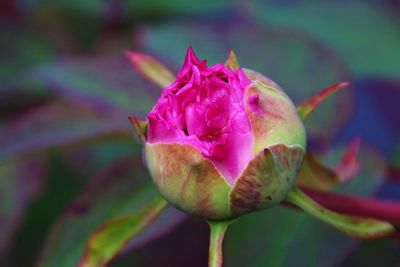 Close-up of pink rose bud