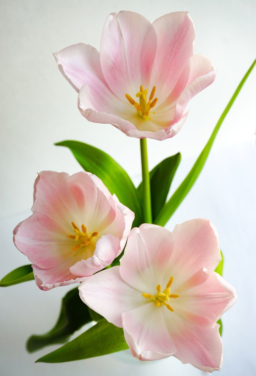 CLOSE-UP OF PINK FLOWERS