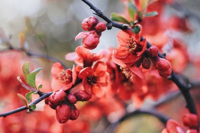 Close-up of red flowers growing on tree