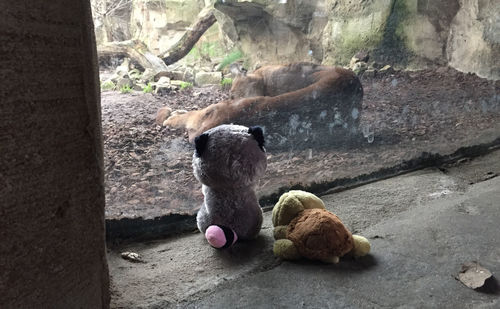 Cat sitting on rock