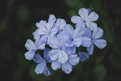 Close-up of purple flowering plant