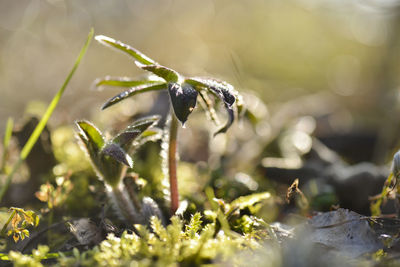 Close-up of plants