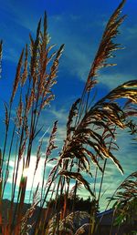 Low angle view of plants against blue sky