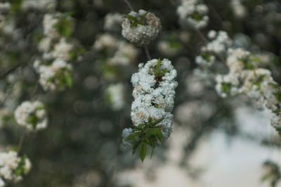 Close-up of white flowering plant