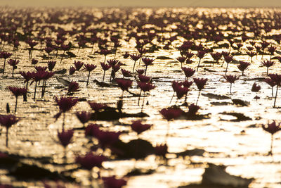 Close-up of leaves on beach against sky