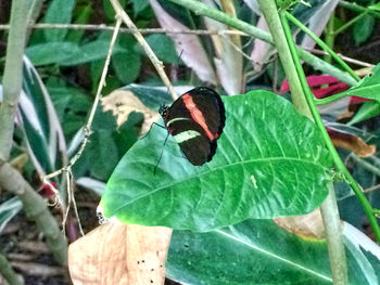 Close-up of butterfly perching on leaf