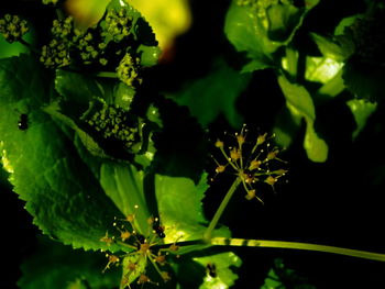 Close-up of plant